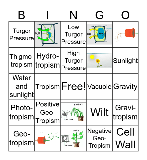 Tropism/Turgor PressureBingo Card