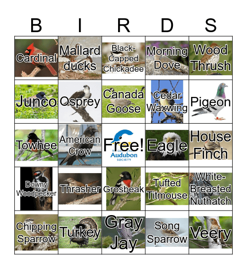 Birds with RTPEC Bingo Card
