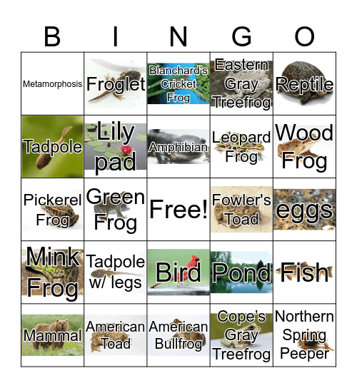 Frog Bingo Card