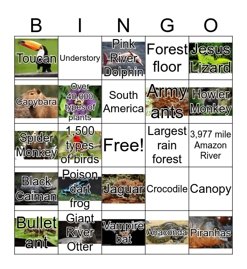 Amazon Rain Forest for Magic Tree House Fans Bingo Card