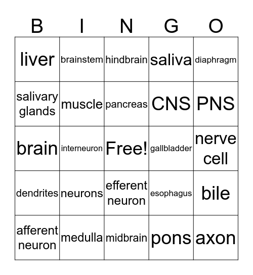 Digestive/Nervous System Bingo Card