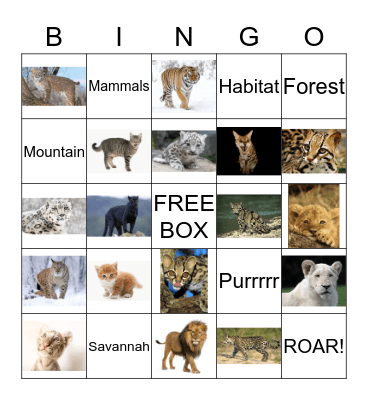 Fierce Cat Bingo - Let's Play!  Bingo Card