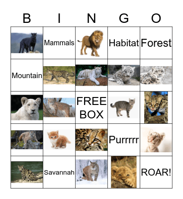 Fierce Cat Bingo - Let's Play!  Bingo Card