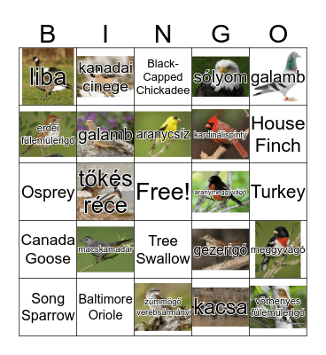 Birds Bingo Card