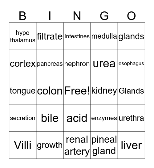 Excretory/Digestive System Bingo Card