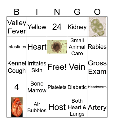 Vet Science Review Bingo Card