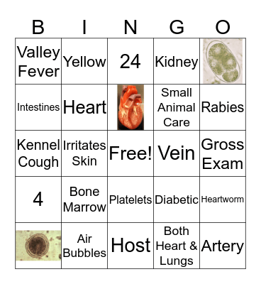 Vet Science Review Bingo Card