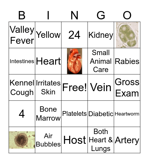 Vet Science Review Bingo Card