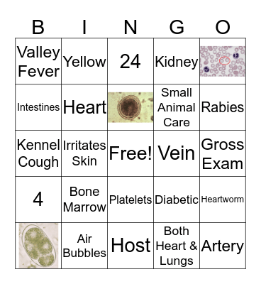 Vet Science Review Bingo Card