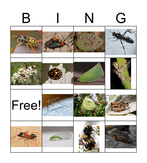 Insect Bingo Card