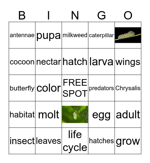 Butterfly Bingo Card