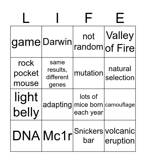 Pocket Mouse  Bingo Card