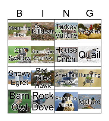 Bird Sounds  Bingo Card