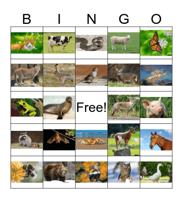 Common Animals Bingo Card