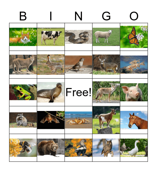 Common Animals Bingo Card