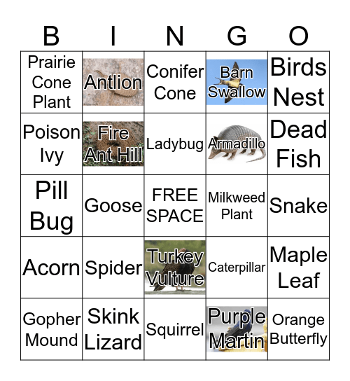 UOBS Ecological Bingo Card