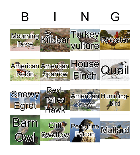 Bird Sounds  Bingo Card