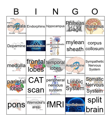 Biological Bingo (AP Psychology) Bingo Card