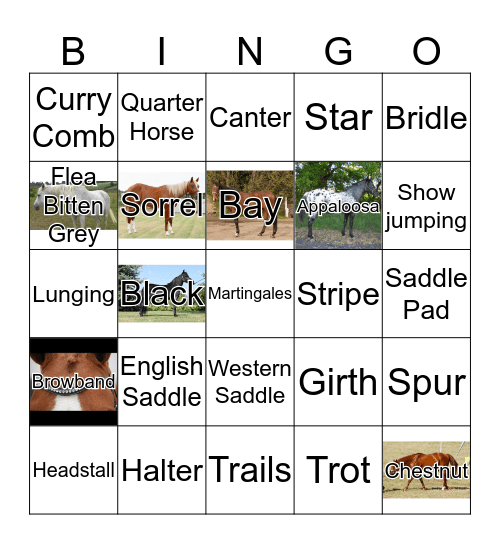 Horses Bingo Card