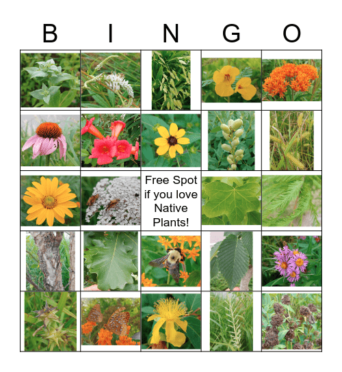 Suttree Landing Park Native Plant Bingo Card