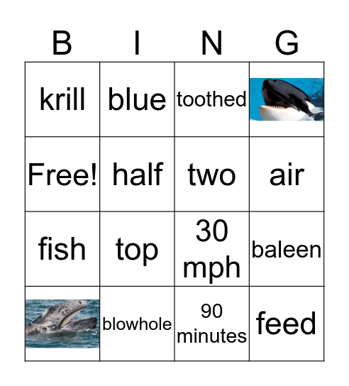 Whales Bingo Card