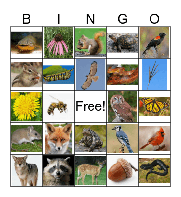 Urban(a) Ecology Bingo Card