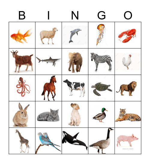 Animals Bingo Card