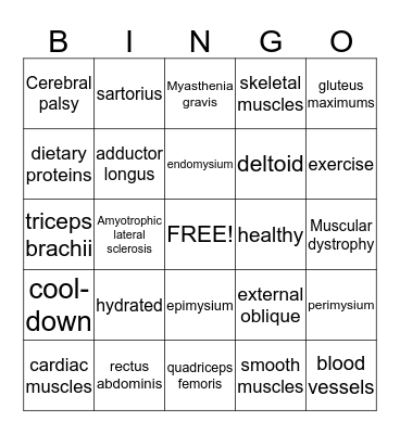Muscular System Bingo Card