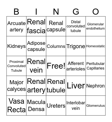 Urinary System  Bingo Card
