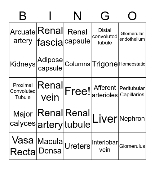 Urinary System  Bingo Card