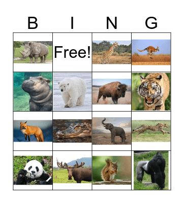 Into The Wild! Bingo Card