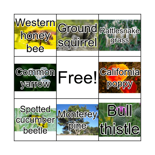 Trail Bingo Card