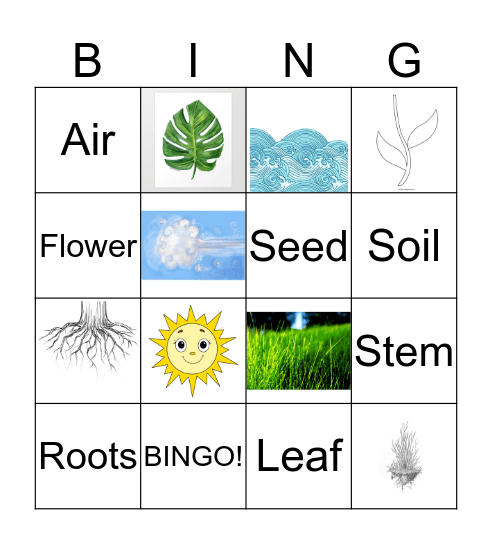 The life cycle of a flowering plant Bingo Card