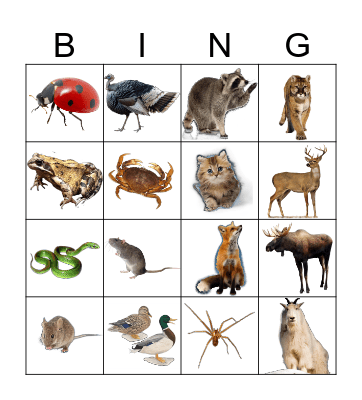 Animals Bingo Card