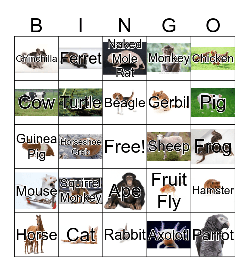 Lab Animal Bingo! Bingo Card