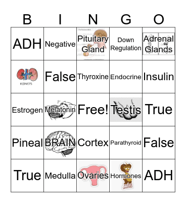 The Endocrine System Bingo Card