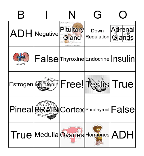 The Endocrine System Bingo Card
