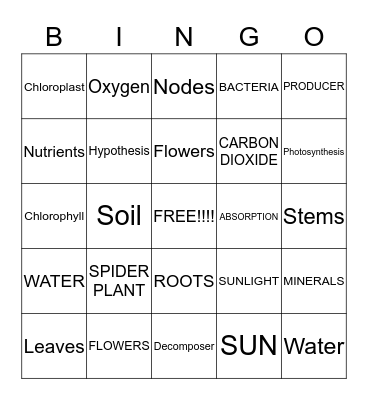 All About Plants!!!!! Bingo Card