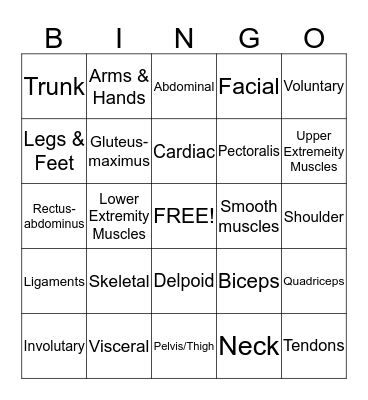 Muscular System  Bingo Card