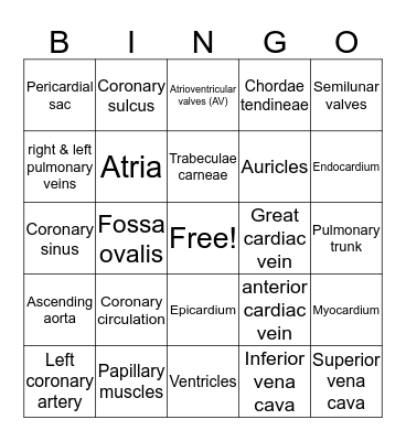 Heart Anatomy  Bingo Card