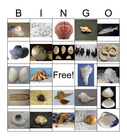 Sea Creature Bingo Card