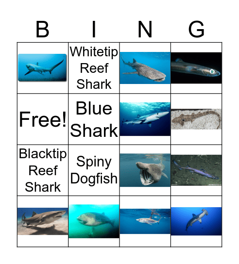 Shark BINGO! Bingo Card