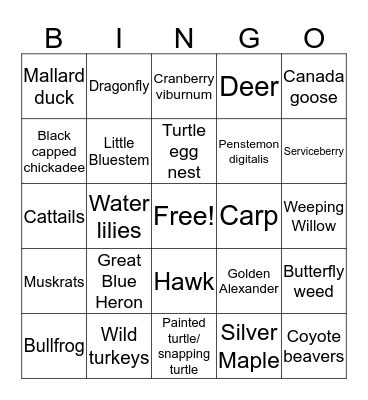 Alewife Wetlands BINGO Card