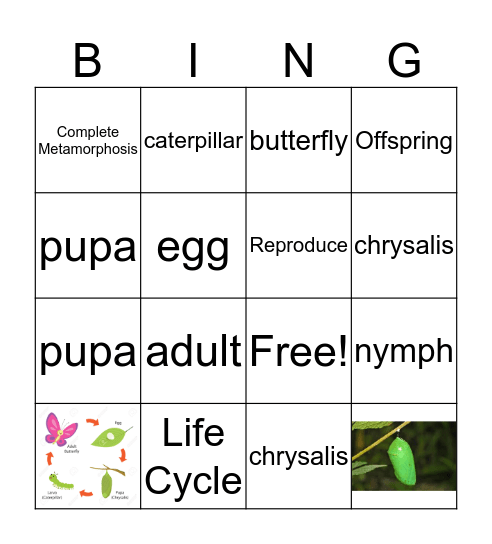 Life Cycles Bingo Card