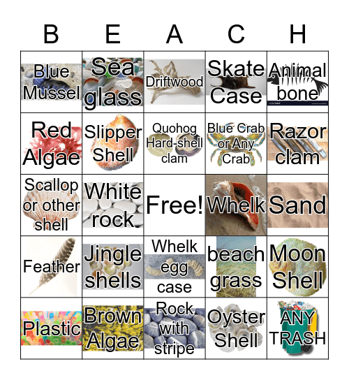 What Can You Find At The Beach? Bingo Card