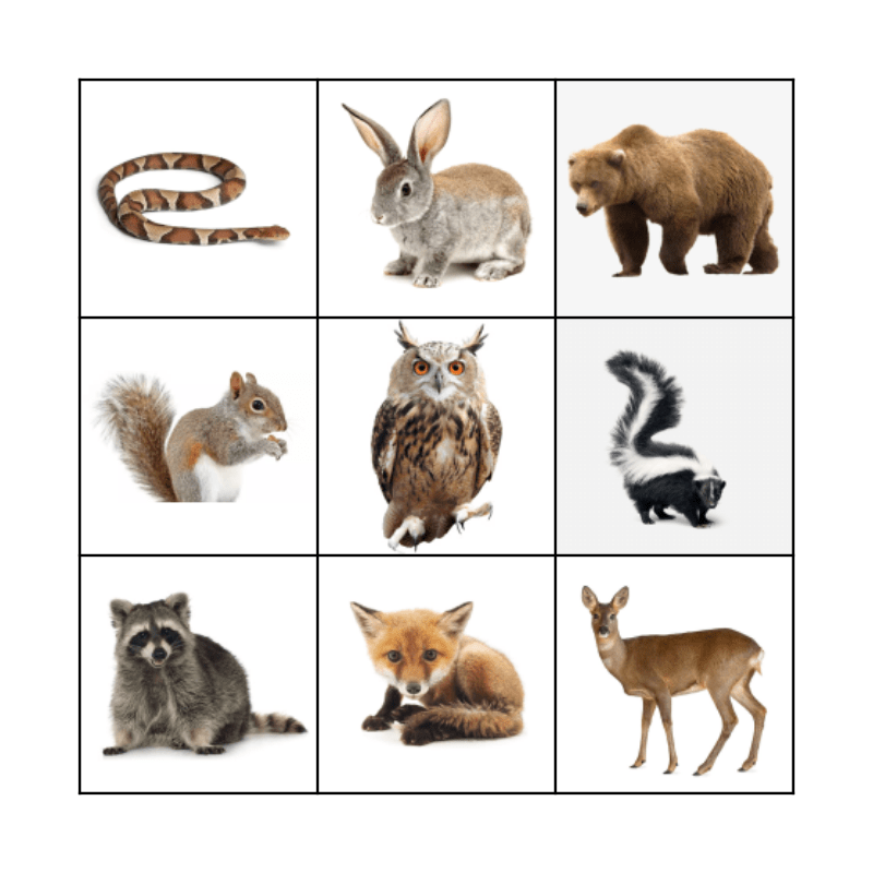 taiga biome animals Bingo Card