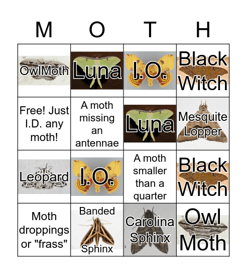 Moth Bingo! Bingo Card