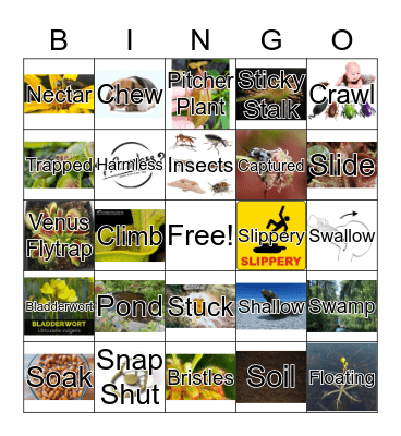 Insects, Watch Out (EB-3A-203) Bingo Card