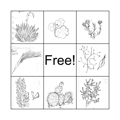 Common Native Plants Bingo Card