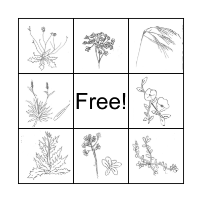 Noxious Weeds/Invasive Plants Bingo Card